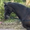 Whitaker Elasticated Side Rein