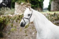 Mackey Classic Grackle Noseband