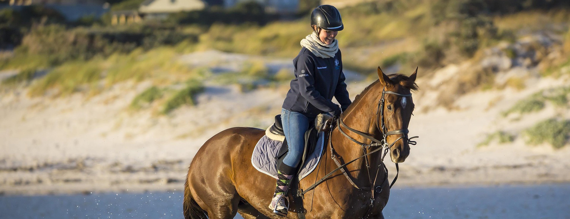 Devant -Fournitures Équestres horse 4475581 1920