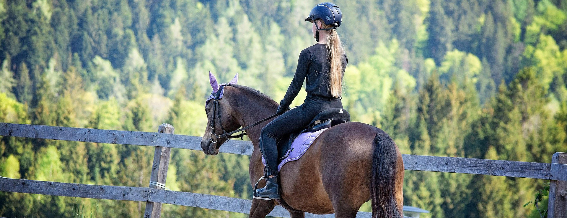 Devant -Fournitures Équestres horse 6123209 1920