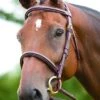 Shires Salisbury Fairford Bridle