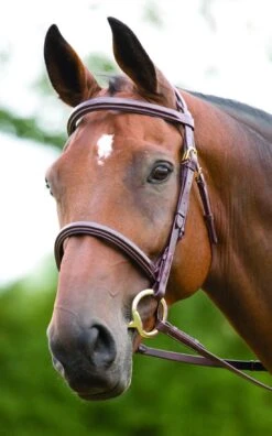 Shires Salisbury Fairford Bridle