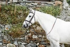 Mackey Classic Padded Flash Bridle -Fournitures Équestres lI8IoyV8